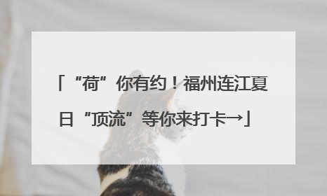 “荷”你有约！福州连江夏日“顶流”等你来打卡→