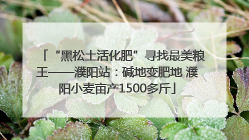 “黑松土活化肥”寻找最美粮王——濮阳站：碱地变肥地 濮阳小麦亩产1500多斤