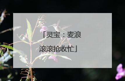 灵宝：麦浪滚滚抢收忙