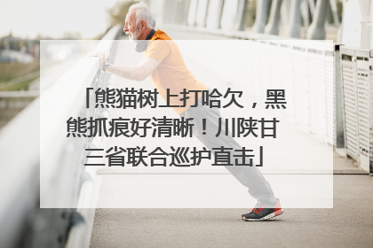 熊猫树上打哈欠，黑熊抓痕好清晰！川陕甘三省联合巡护直击