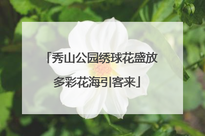 秀山公园绣球花盛放 多彩花海引客来