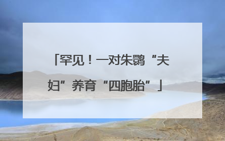 罕见！一对朱鹮“夫妇”养育“四胞胎”