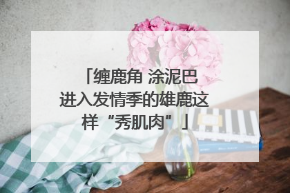 缠鹿角 涂泥巴 进入发情季的雄鹿这样“秀肌肉”