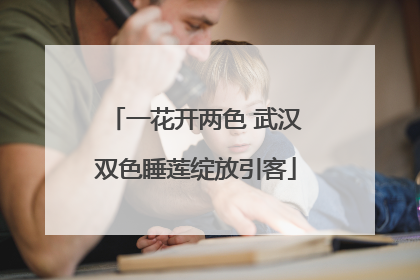 一花开两色 武汉双色睡莲绽放引客