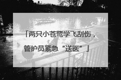 两只小苍鹭学飞刮伤，管护员紧急“送医”