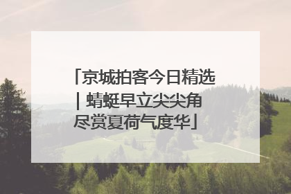 京城拍客今日精选｜蜻蜓早立尖尖角 尽赏夏荷气度华