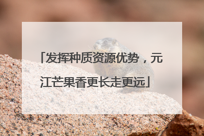 发挥种质资源优势，元江芒果香更长走更远