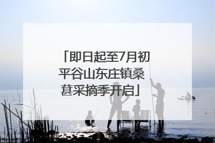 即日起至7月初 平谷山东庄镇桑葚采摘季开启