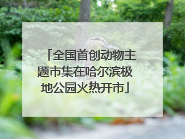 全国首创动物主题市集在哈尔滨极地公园火热开市
