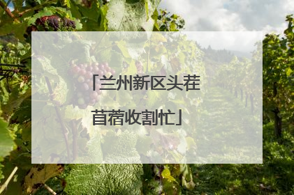 兰州新区头茬苜蓿收割忙