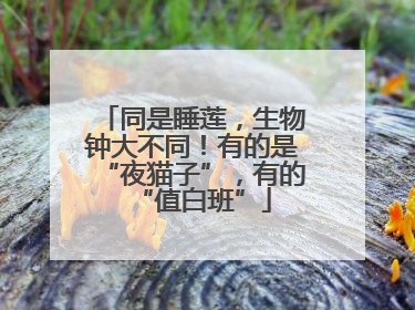 同是睡莲，生物钟大不同！有的是“夜猫子”，有的“值白班”