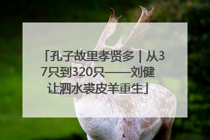 孔子故里孝贤多｜从37只到320只——刘健让泗水裘皮羊重生