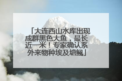 大连西山水库出现成群黑色大鱼，最长近一米！专家确认系外来物种埃及塘鲺
