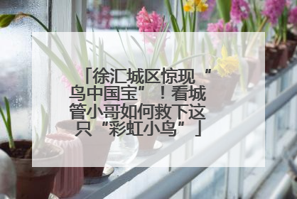 徐汇城区惊现“鸟中国宝”！看城管小哥如何救下这只“彩虹小鸟”