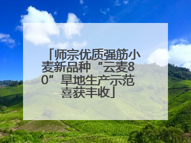 师宗优质强筋小麦新品种“云麦80”旱地生产示范喜获丰收
