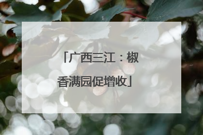 广西三江：椒香满园促增收