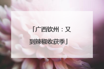 广西钦州：又到辣椒收获季