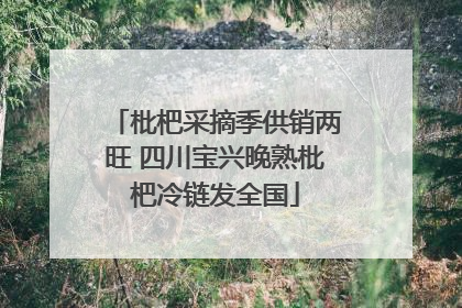 枇杷采摘季供销两旺 四川宝兴晚熟枇杷冷链发全国