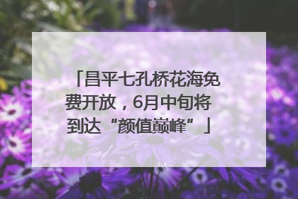 昌平七孔桥花海免费开放，6月中旬将到达“颜值巅峰”