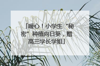 暖心！小学生“秘密”种植向日葵，赠高三学长学姐