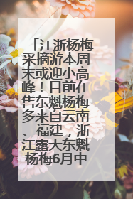 江浙杨梅采摘游本周末或迎小高峰！目前在售东魁杨梅多来自云南、福建，浙江露天东魁杨梅6月中旬大量上市