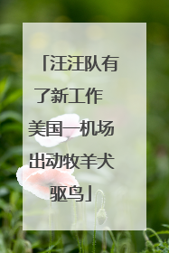 汪汪队有了新工作 美国一机场出动牧羊犬驱鸟