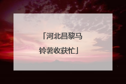 河北昌黎马铃薯收获忙