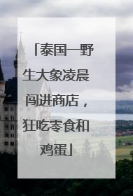 泰国一野生大象凌晨闯进商店，狂吃零食和鸡蛋