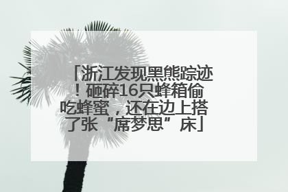浙江发现黑熊踪迹！砸碎16只蜂箱偷吃蜂蜜，还在边上搭了张“席梦思”床