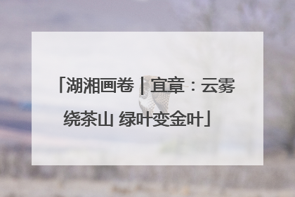 湖湘画卷｜宜章：云雾绕茶山 绿叶变金叶