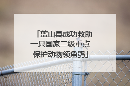 蓝山县成功救助一只国家二级重点保护动物领角鸮