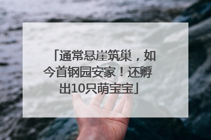 通常悬崖筑巢，如今首钢园安家！还孵出10只萌宝宝
