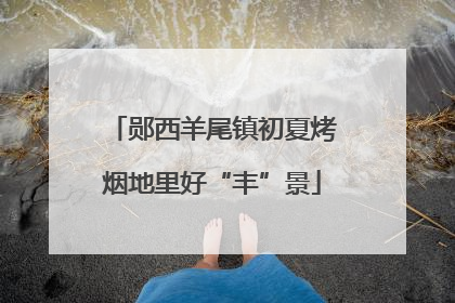 郧西羊尾镇初夏烤烟地里好“丰”景