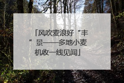 风吹麦浪好“丰”景——多地小麦机收一线见闻